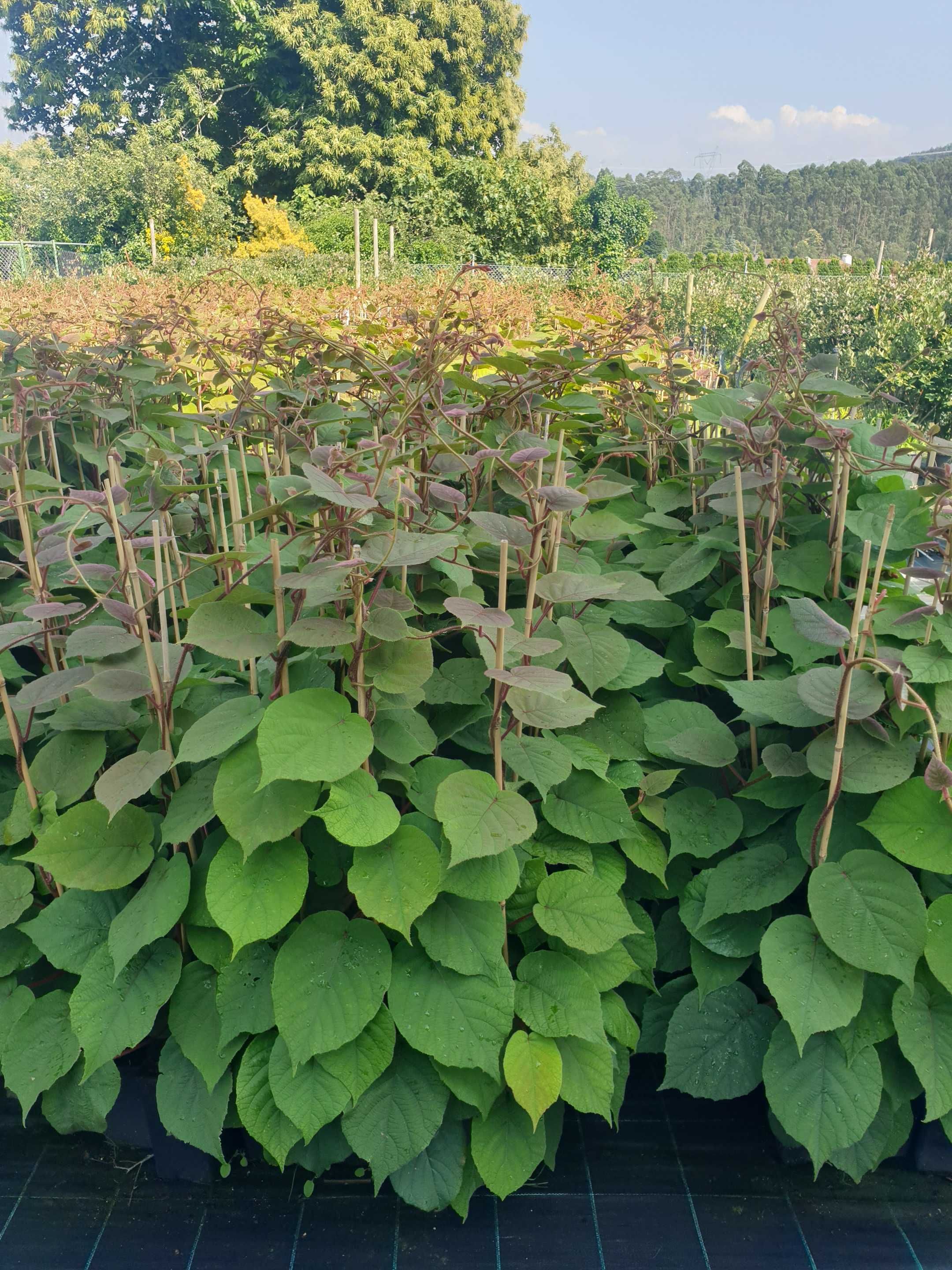 Plantas Kiwi para instalação de pomares