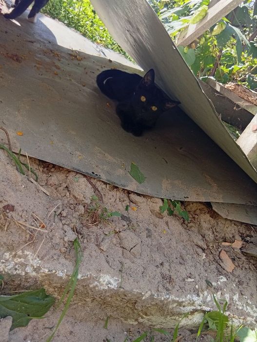 Віддам котеня хлопчика в добрі руки