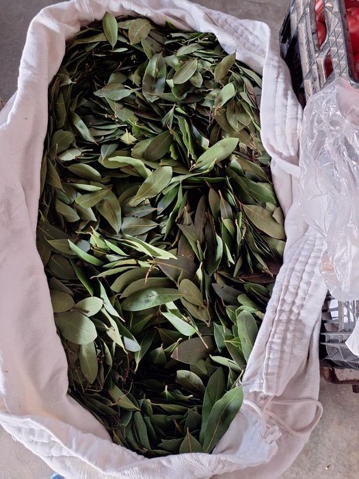 Vendo folhas de louro a granel
