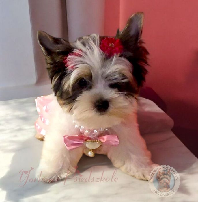 *Nie aktualne*Suczka mini xs Biewer Yorkshire Terrier