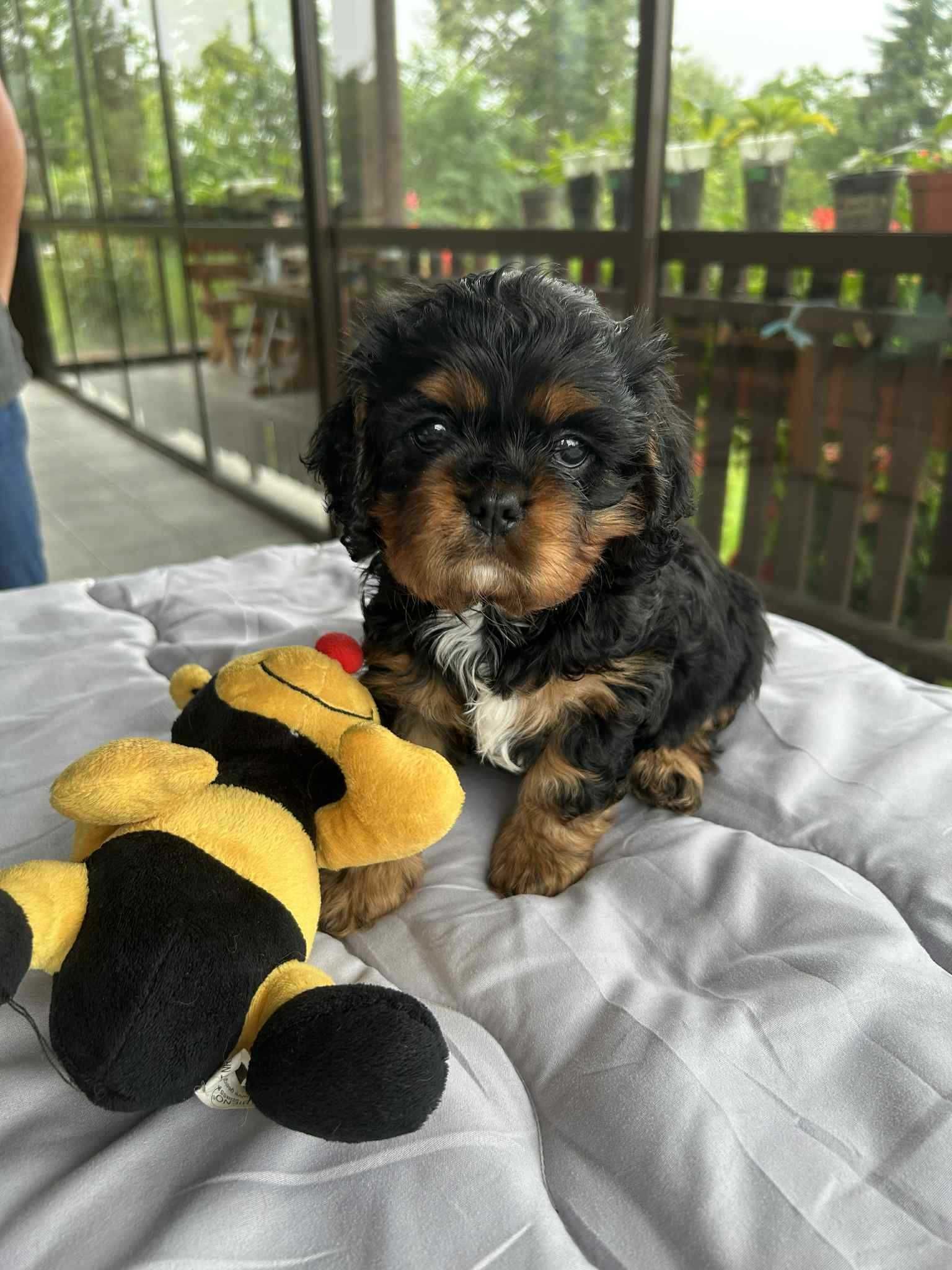 Suczka Cavalier King Charles Spaniel FCI