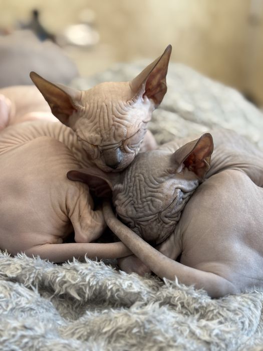 Сфінкс резинка сфинкс