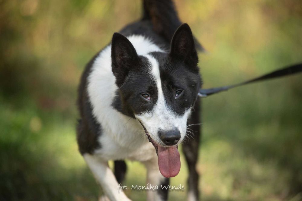 Sewo – cudo nie pies, przyjaciel na czterech łapach