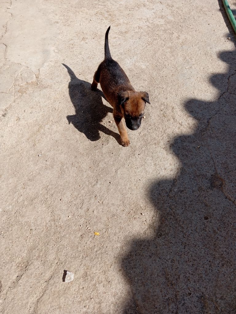 Cachorros muito fofos