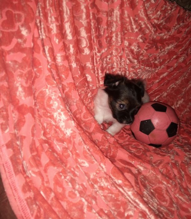 Дівчинка міні той-тер'єрчика, весела, активна, грайливе