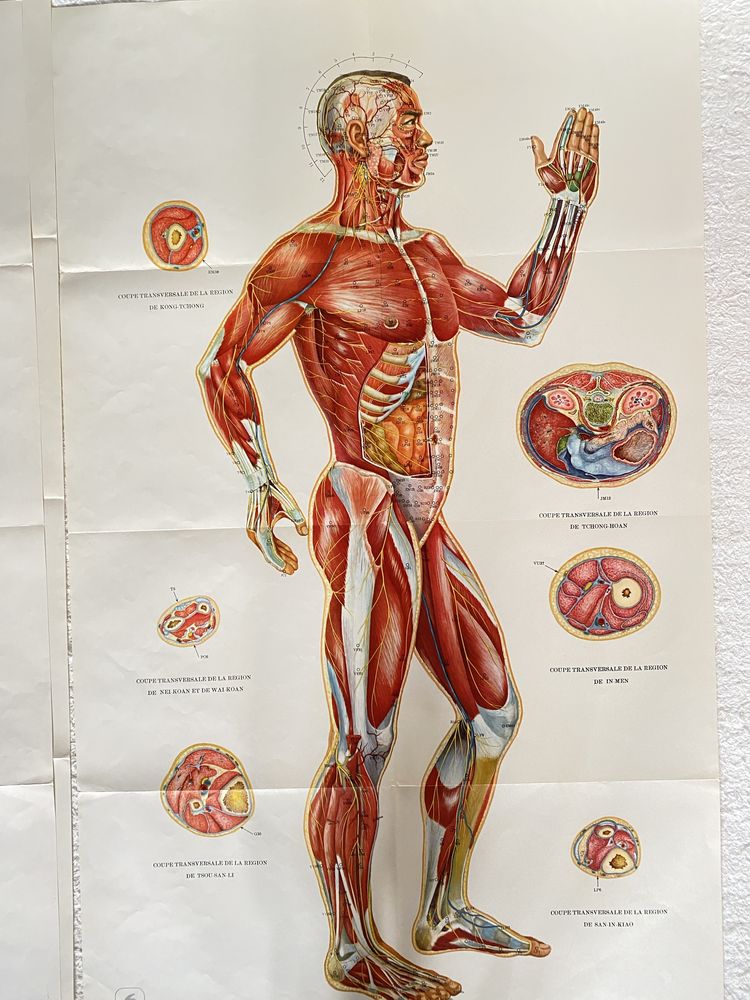 Mapas Anatomicos Vintage De Pontos De Acupuntura E Meridianos 1975