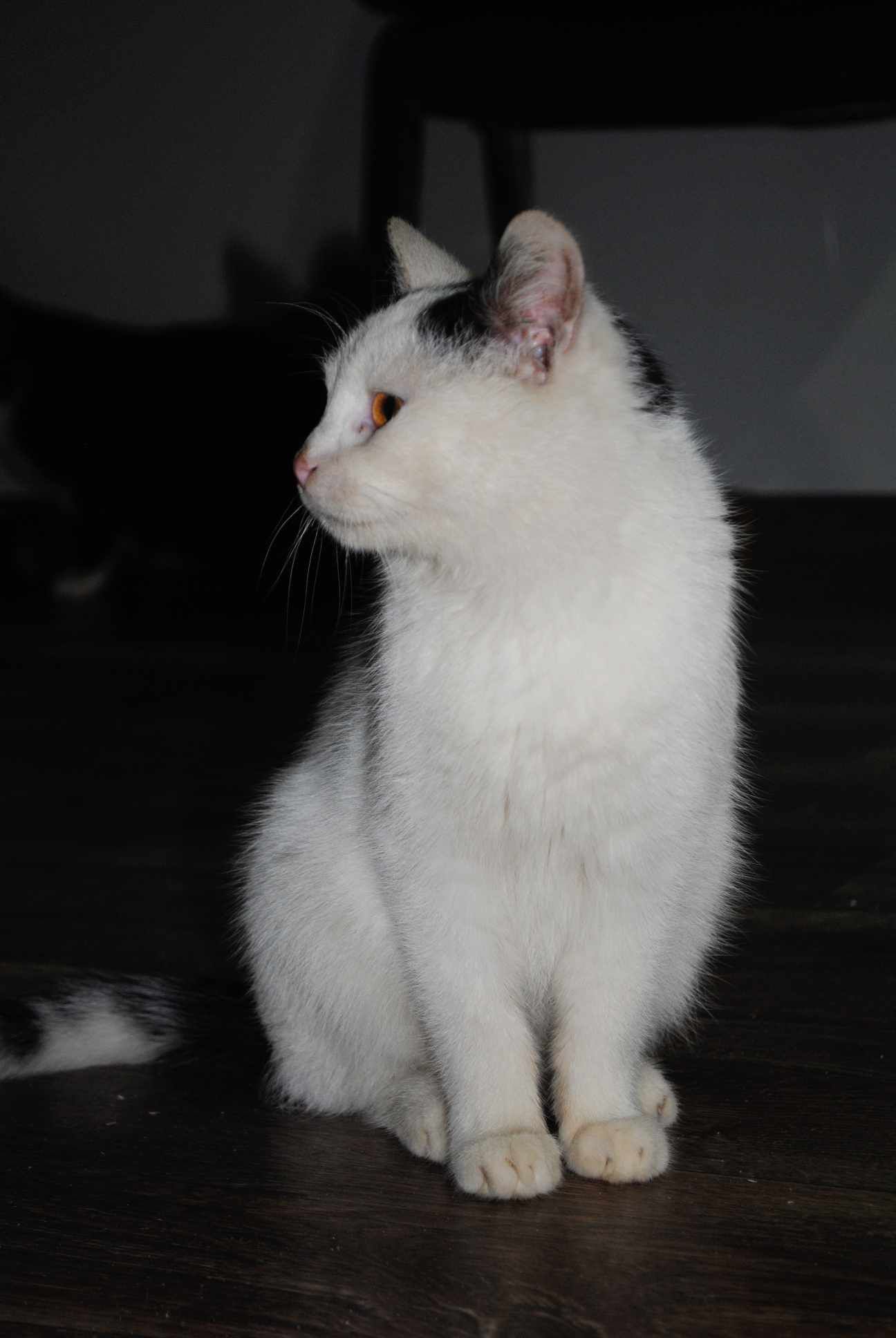 Wojtuś z białaczką do adopcji