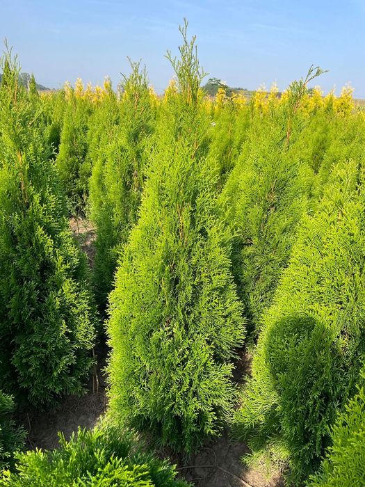 Piękna Tuja Szmaragd 120-130 Produkujemy Dowozimy SADZIMY 100/110