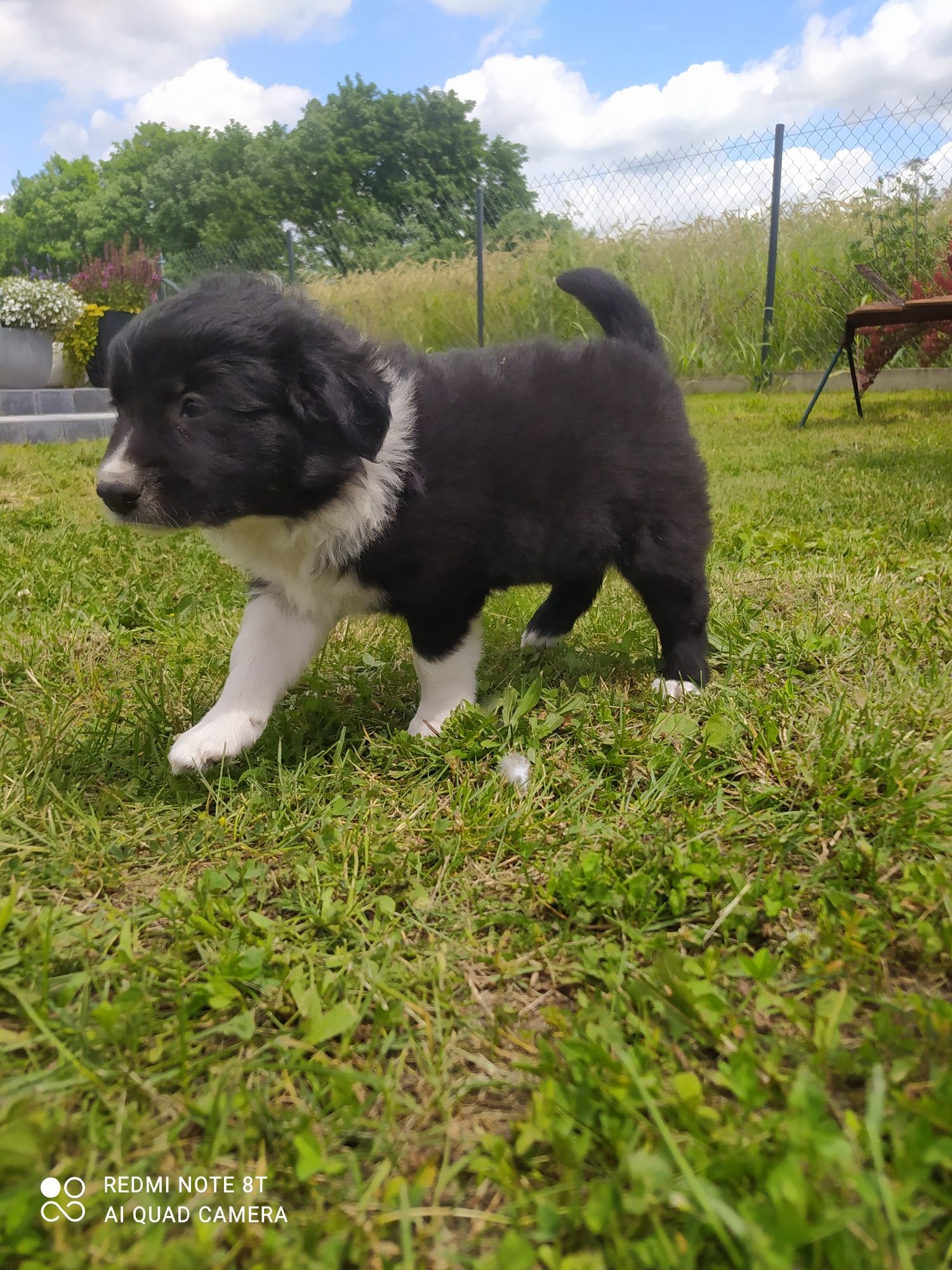 Border Collie - Czarno-biała
