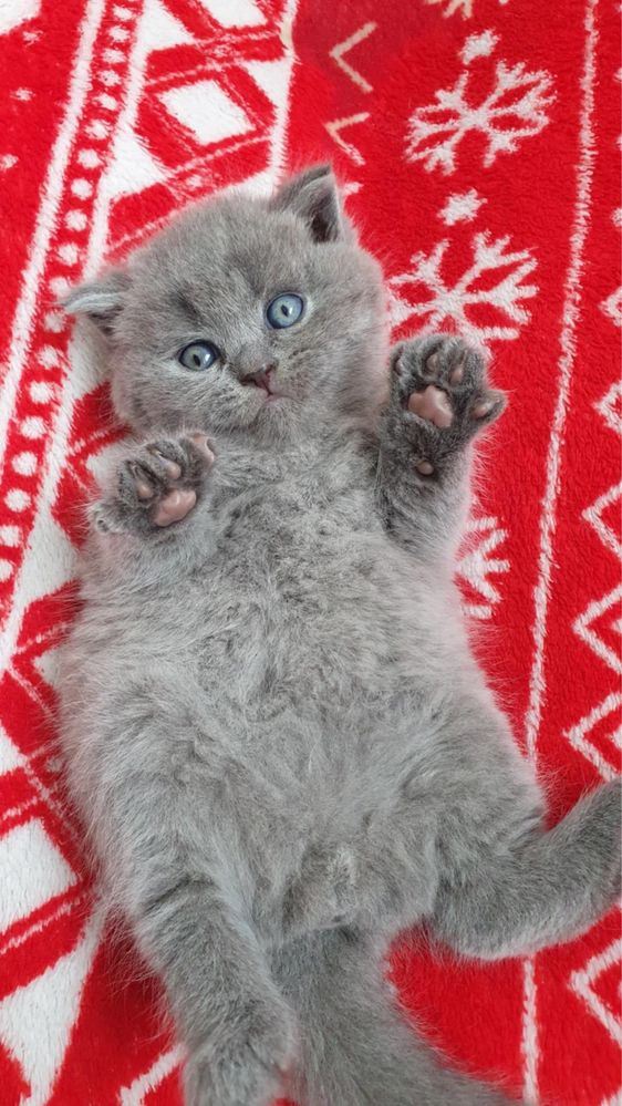 REZERWACJA Kot brytyski samiec