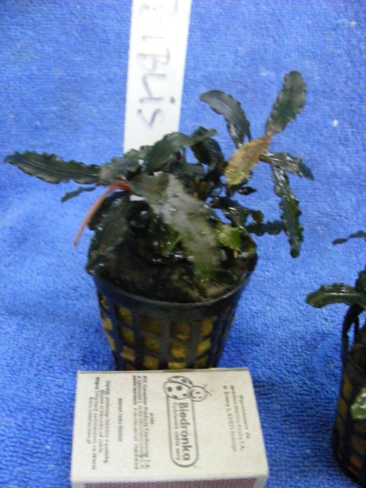 GB BUCEPHALANDRA BIBLIS roślina w koszyczku kilka sztuk