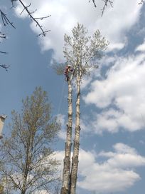 Wycinka i pielęgnacja drzew alpinistycznie, arborysta