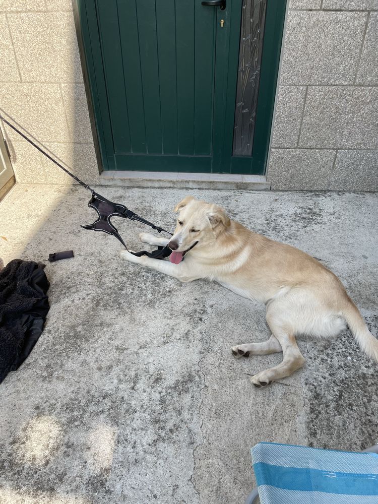 Labrador retriver precisa de familia