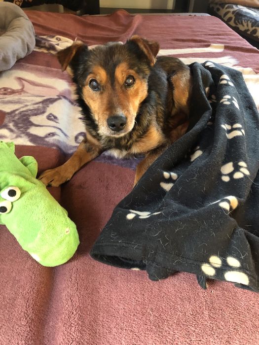 Fart szuka najlepszego domu