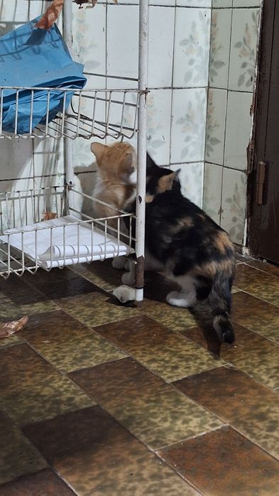 Dá-se gatinhos com 2  messes e meio