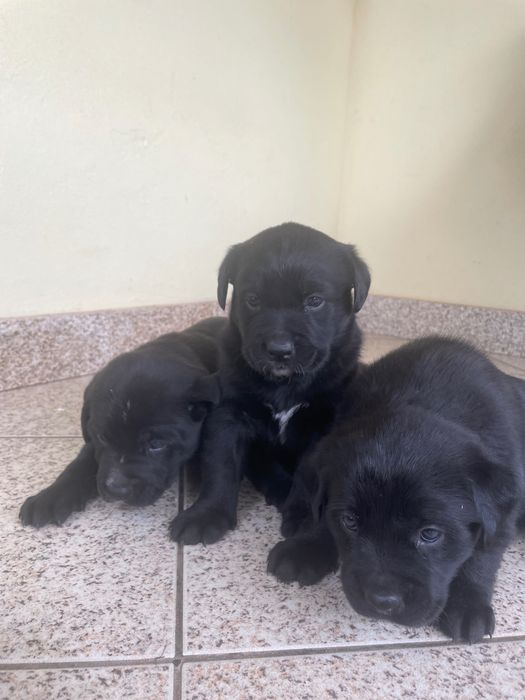 Oferta cachorros