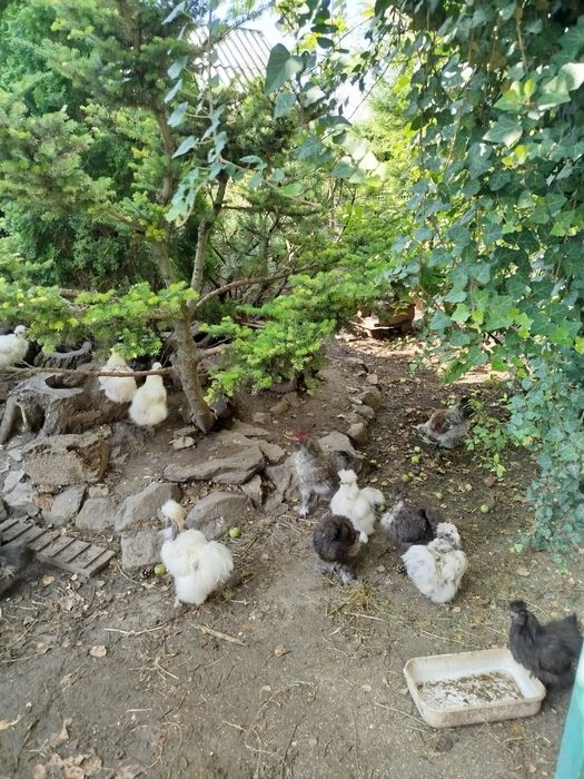 Яйца для инкубации. Китайские пуховые куры. Силки. Цена осенняя