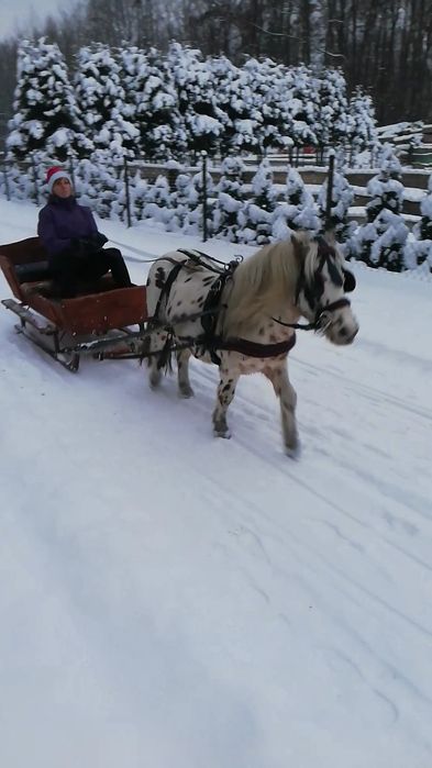 Sprzedam wałach kuca