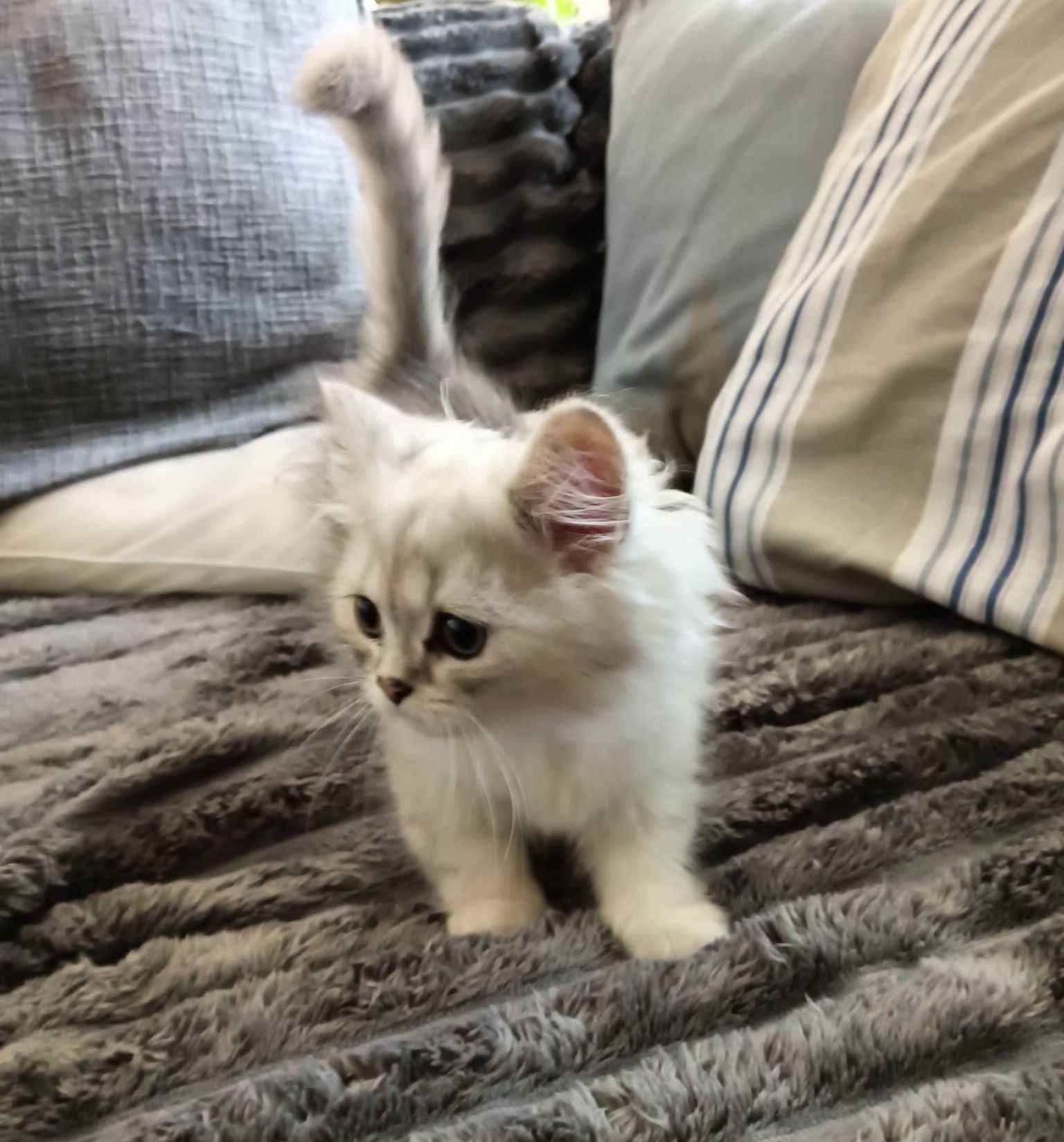 Gato british longhair