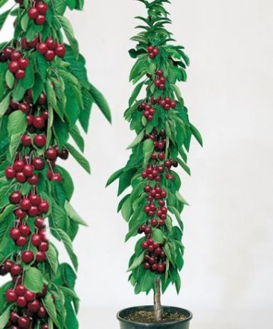 Drzewka czereśni Producent