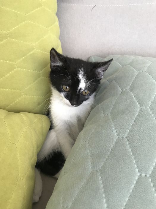 Oddam kotke w dobre ręce