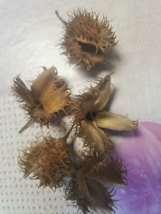 Szyszki buka do stroikow