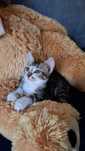 Gatinho lindo para adoção responsável