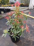Pieris japoński Flaming Silver