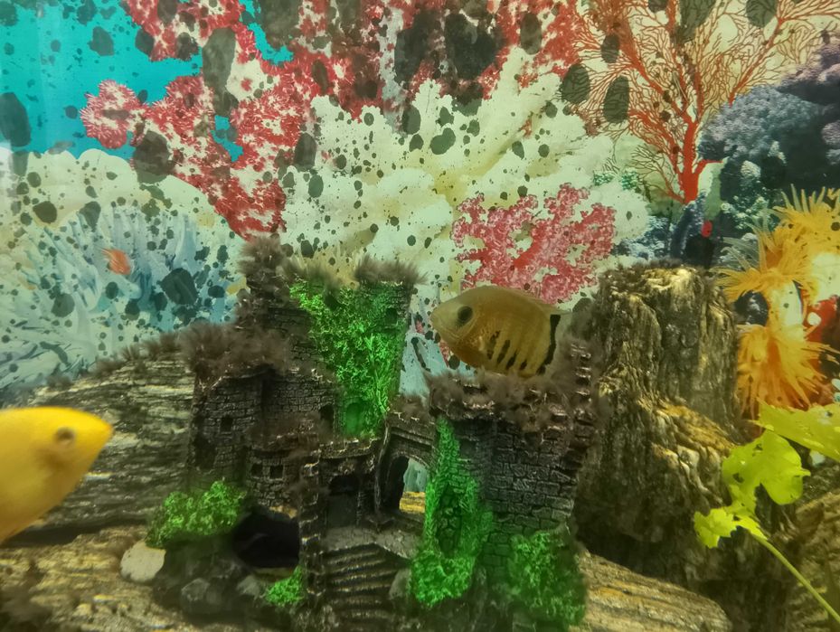 Puszczali do akwarium sprzedam lub zamienię na inne rybki