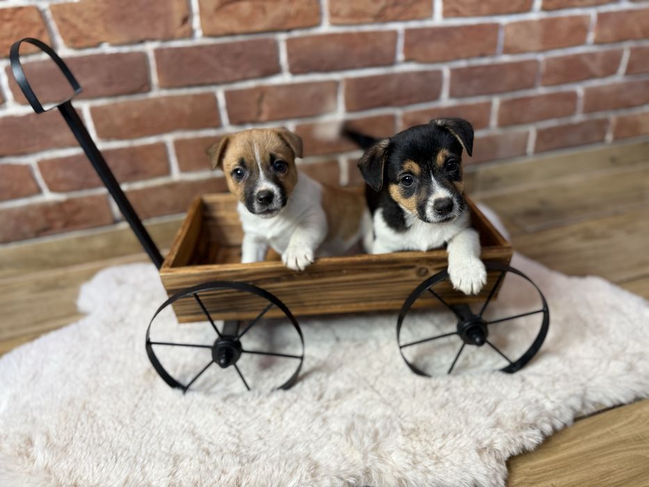 Jack Russel Terrier szczeniak z Rodowodem