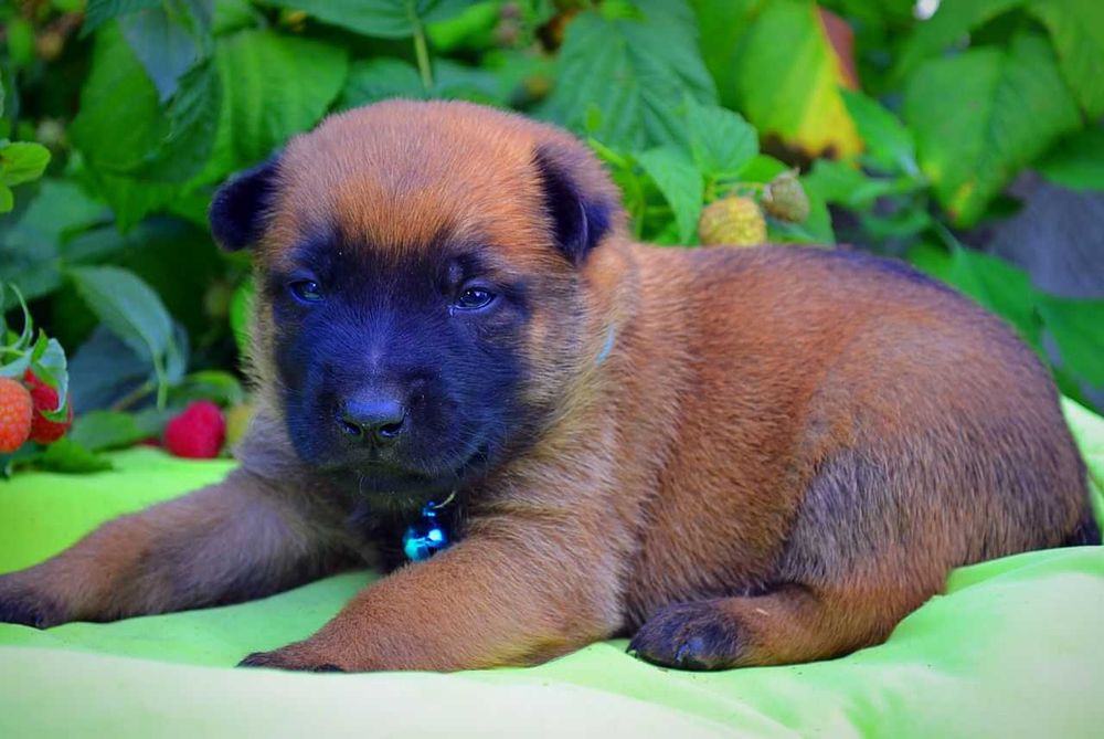 Кобели малинуа! Щенки бельгийской овчарки мальчики!