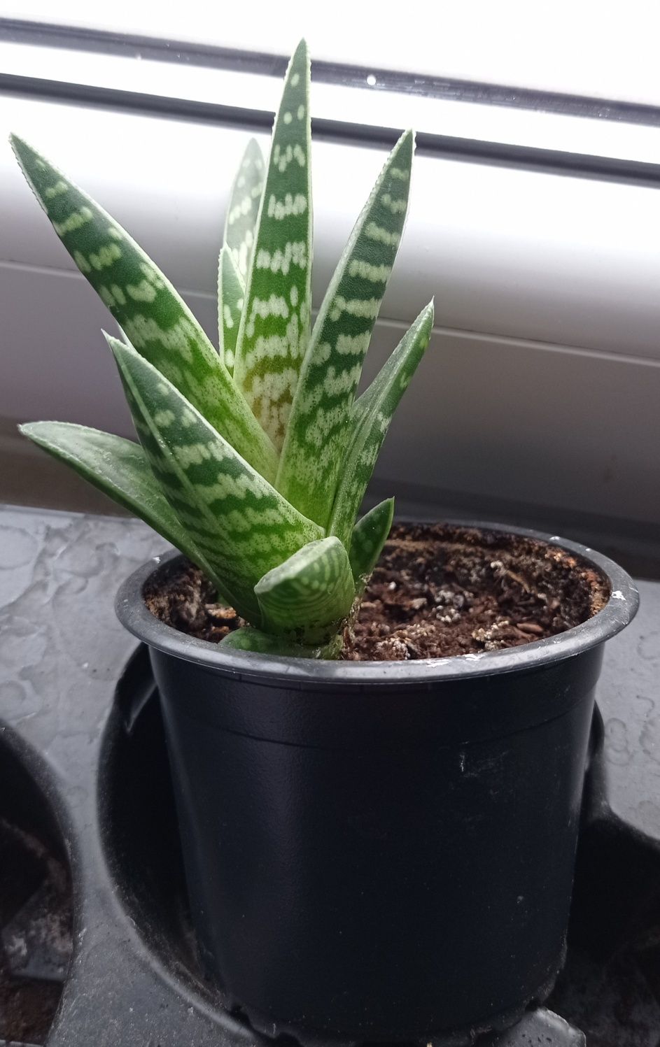 Roślina Sadzonka Aloes Pstry Tygrysi