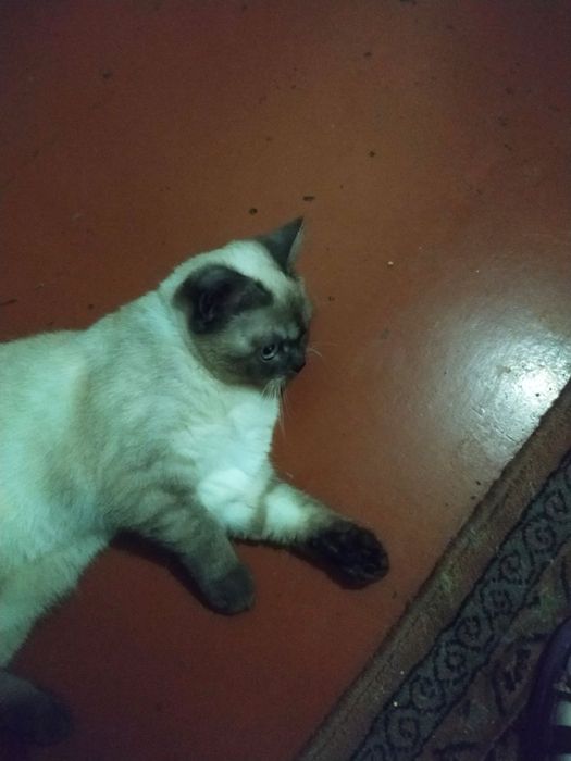 Продам британскую кошку