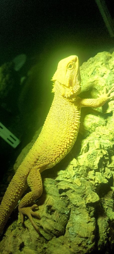 Agama brodata samiczka