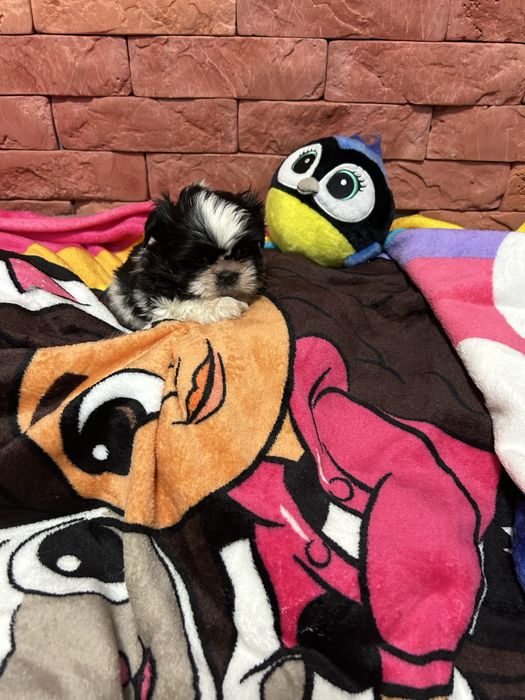 Mini Shih Tzu z rodowodem