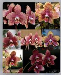 Ароматна воскова орхідея Кокодоро