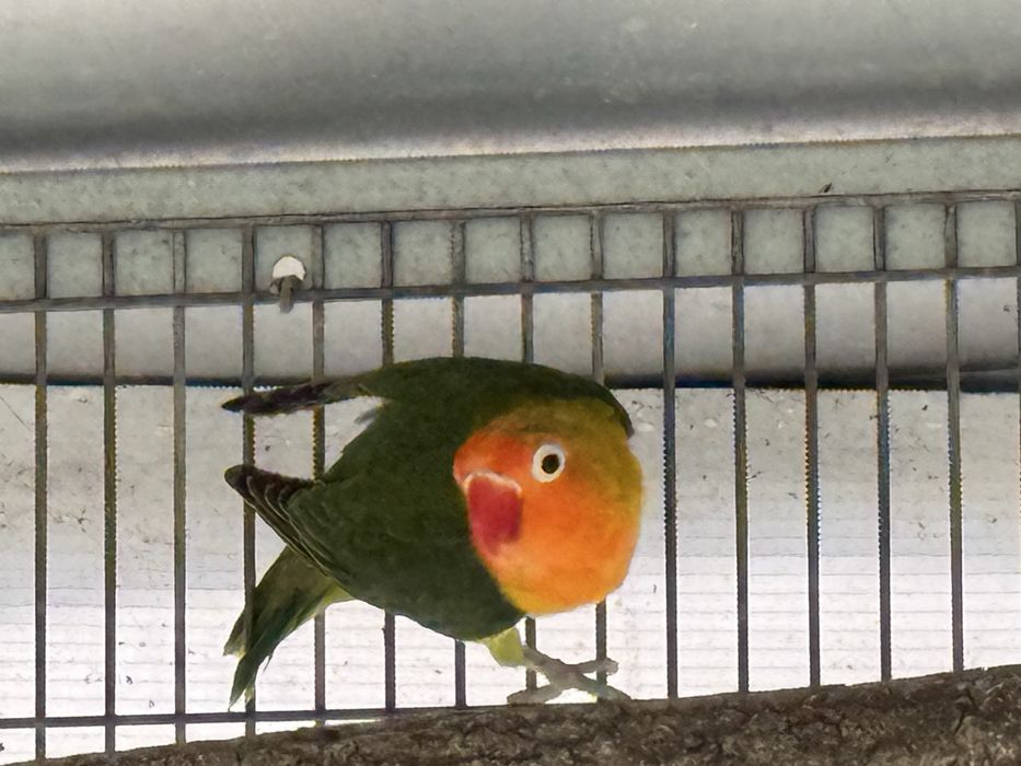 Agapornis fischeri 2025