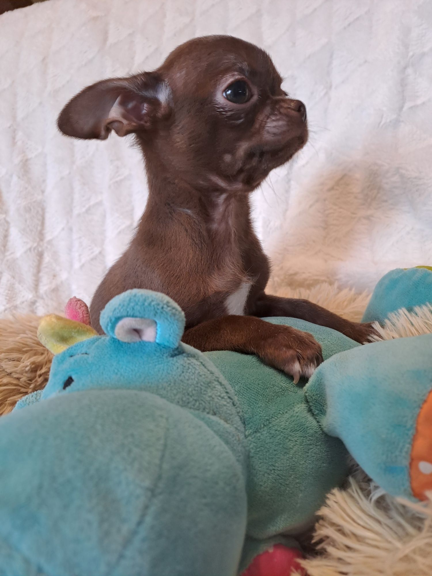 **WAFEL**piesek chihuahua  choco gotowy do zmiany opiekuna