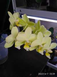 Домашня орхідея мультифлора Грін Пікси GREEN PIXIE орхидея