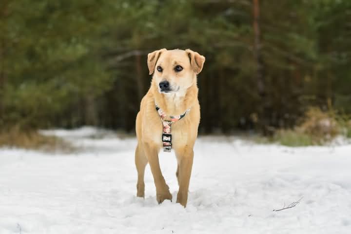 Pokochaj Zdzisława i adoptuj