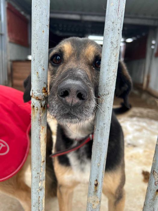 Layla, - 8 letnia suczka, potrzebuje troskliwego domu