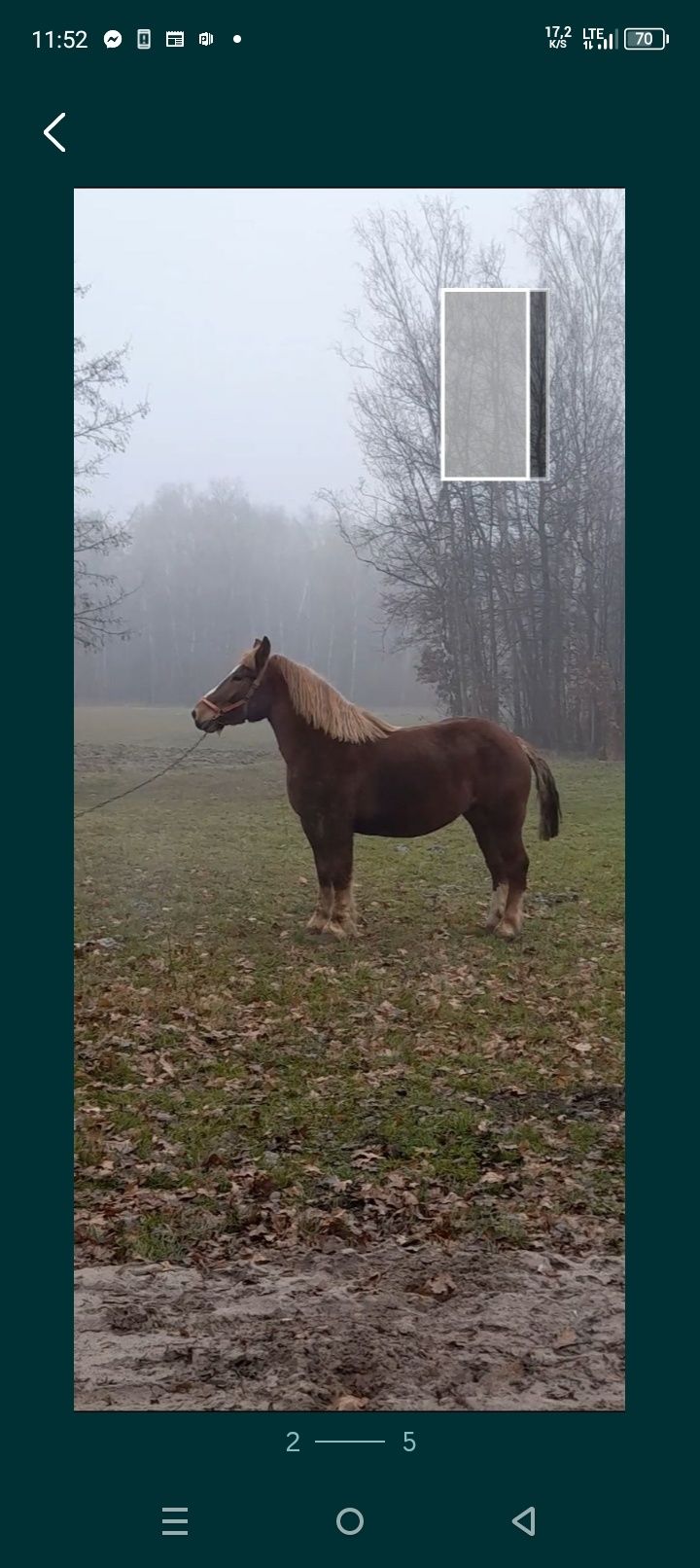 Sprzedam klacz źrebną