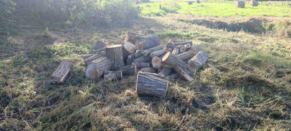 Wycinka drzew, czyszczenie nieużytków, zbieranie liści, koszenie trawy