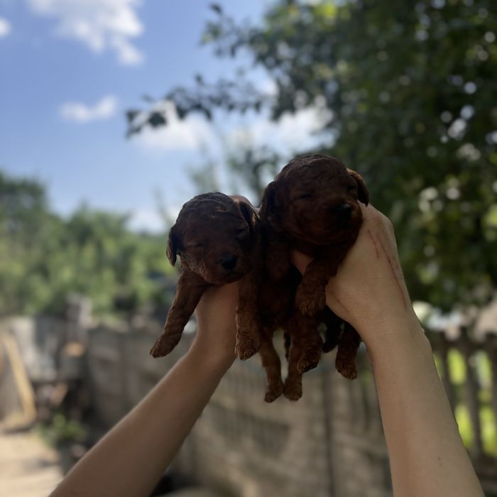 Той пуделя RED BRAUN