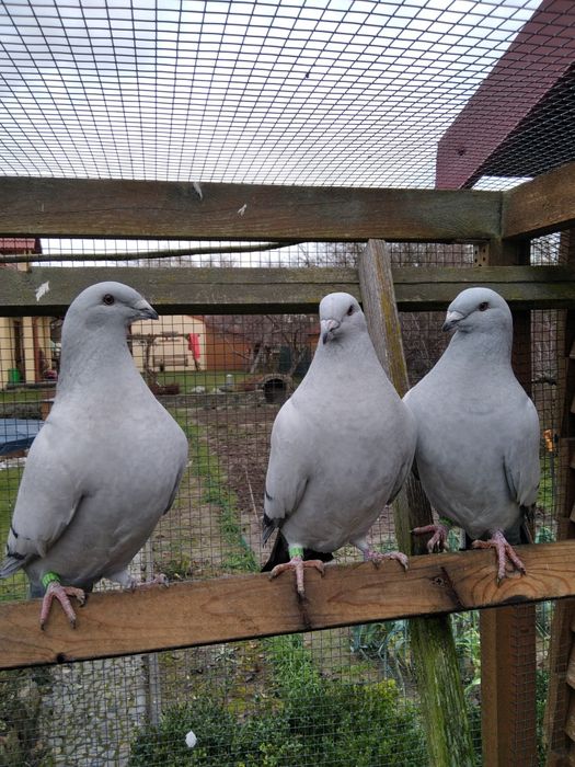 Standardy pocztowy wystawowy