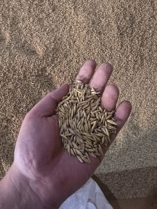 Sprzedam Owies na opał lub paszę