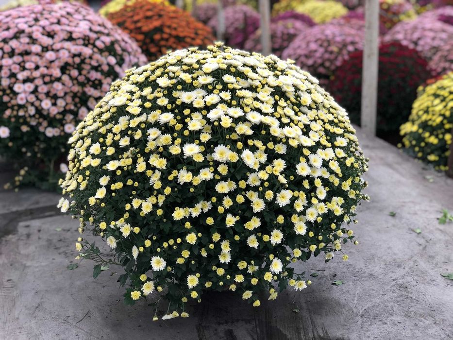 Chryzantemy, chryzantema, szeroki wybór