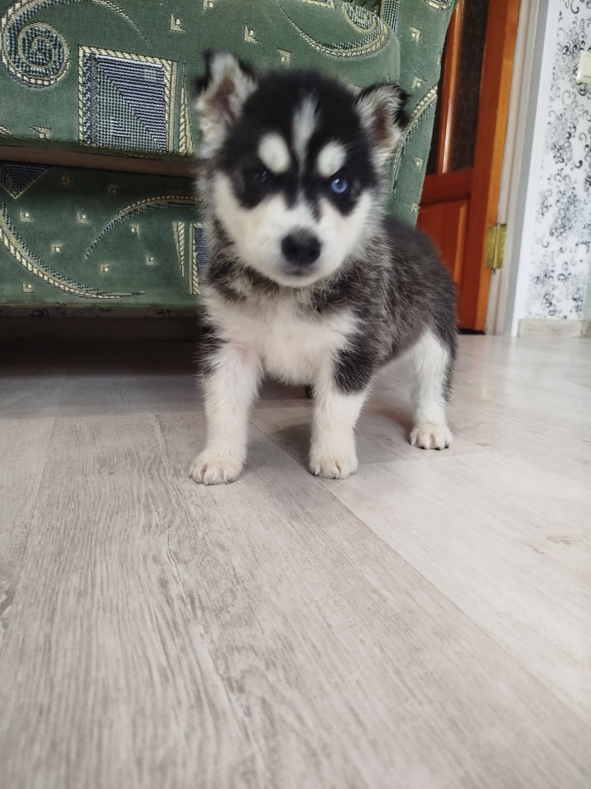Сибірський хаскі