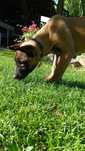 Owczarek Belgijski Malinois ZKwP FCI "THOR"