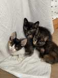 Gatinhas para adoção